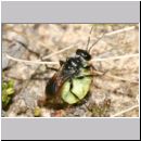 Astata boops - Wanzengrabwespe 18a 11mm beim Nesteintrag mit Wanze.jpg